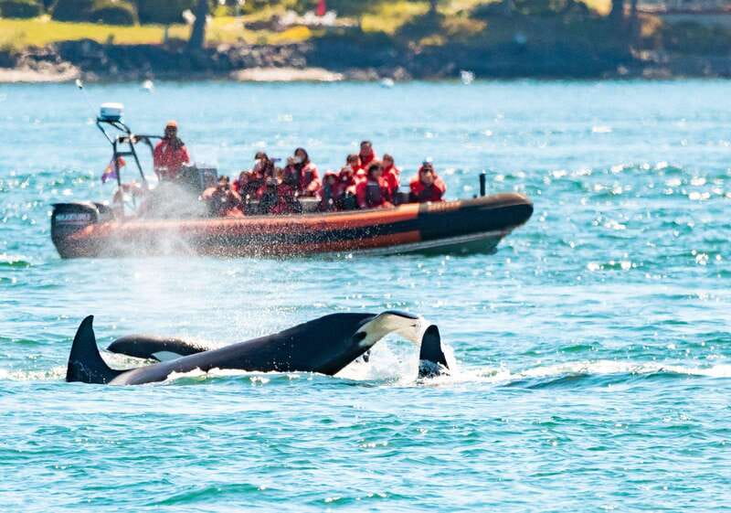 Victoria: 3-Hour Zodiac Whale-Watching Tour - A three-hour trip that feels bigger than Victoria Harbor