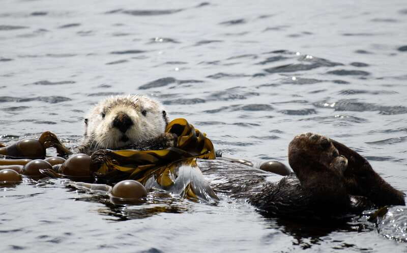 Victoria: 3-Hour Zodiac Whale-Watching Tour - Guides who make a real difference