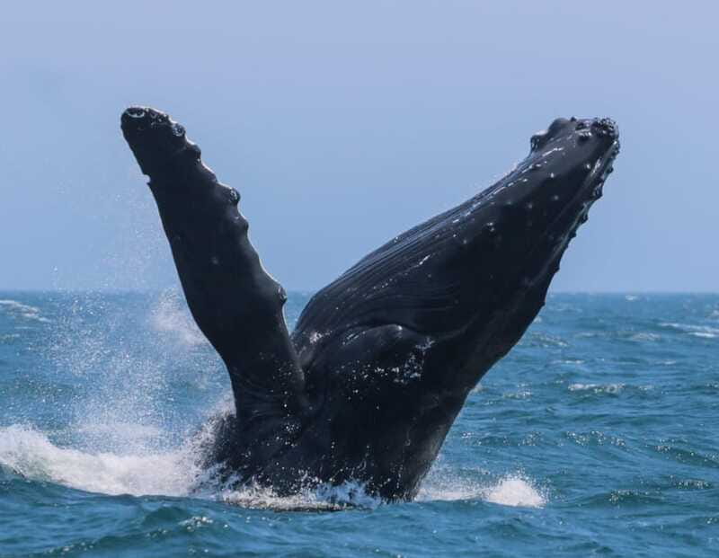 Victoria: 3-Hour Zodiac Whale-Watching Tour - What the whale-watching guarantee really means