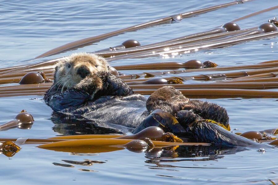 Victoria: 3-Hour Zodiac Whale-Watching Tour - Price and practical value at $140