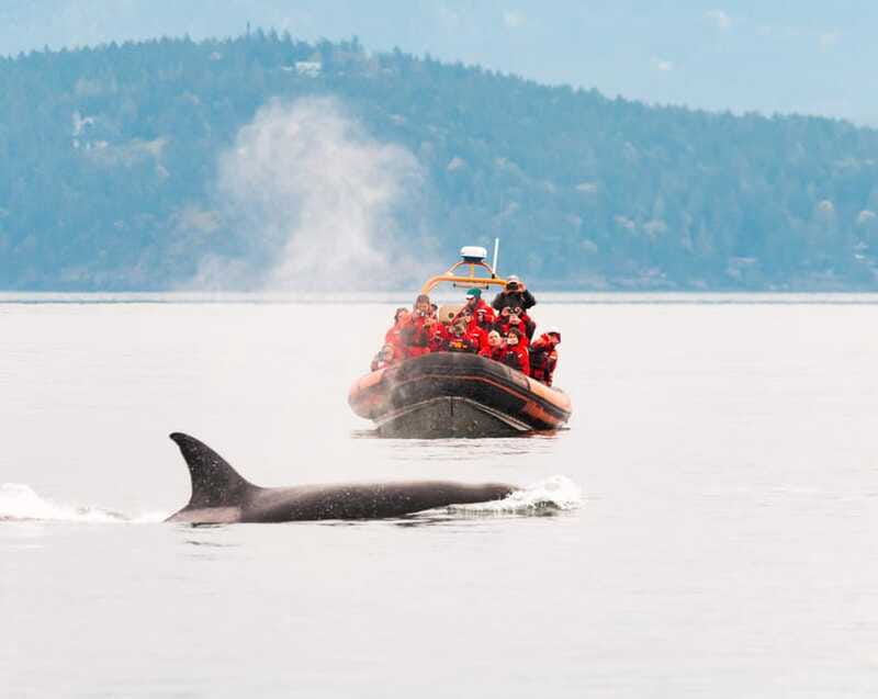 Victoria: 3-Hour Zodiac Whale-Watching Tour - Who should book this Zodiac trip