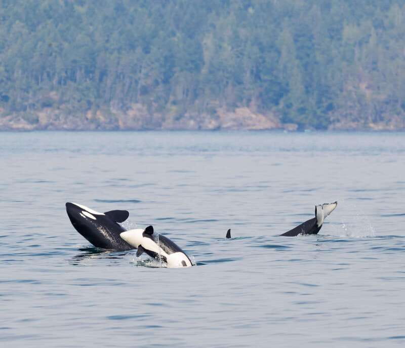 Victoria: 3-Hour Zodiac Whale-Watching Tour - The Zodiac ride is half the attraction