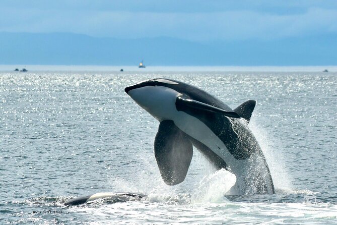 Victoria Whale Watching Tour by Zodiac - Why the Zodiac changes the whale-watching experience