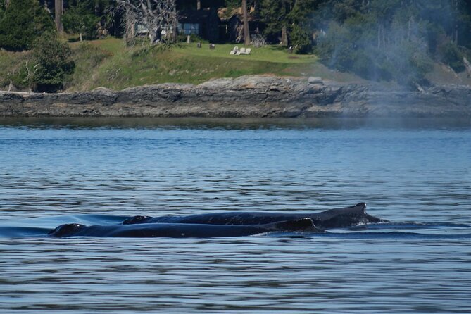 Victoria Whale Watching Tour by Zodiac - Orcas, humpbacks, and the rest of the cast
