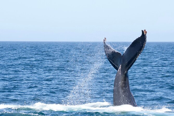 Victoria Whale Watching Tour by Zodiac - The guides make or break the outing