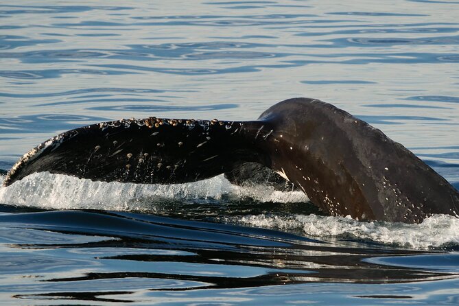 Victoria Whale Watching Tour by Zodiac - What the ride feels like in real conditions