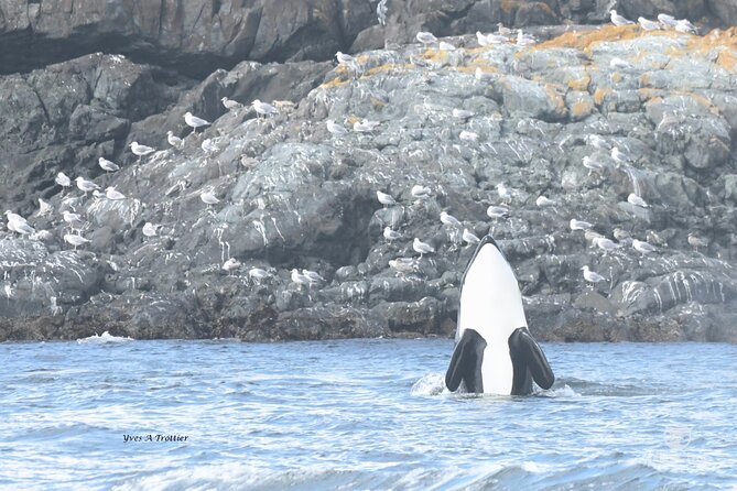 Victoria Whale Watching Tour by Zodiac - Is $111.91 good value?