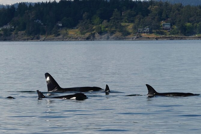 Victoria Whale Watching Tour by Zodiac - Choosing your departure time