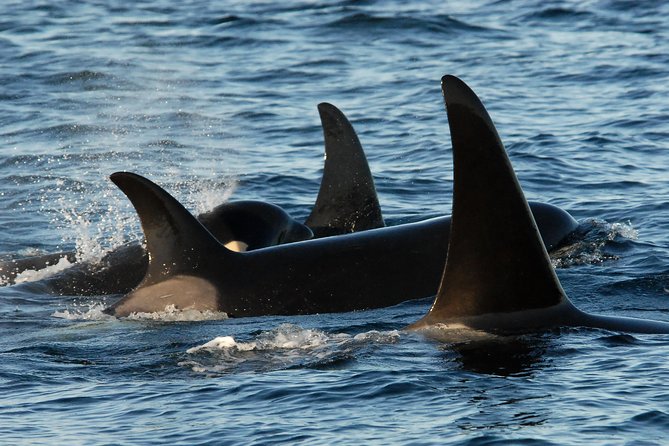 Victoria Whale Watching Tour by Zodiac - Starting at Wharf Street in Victoria