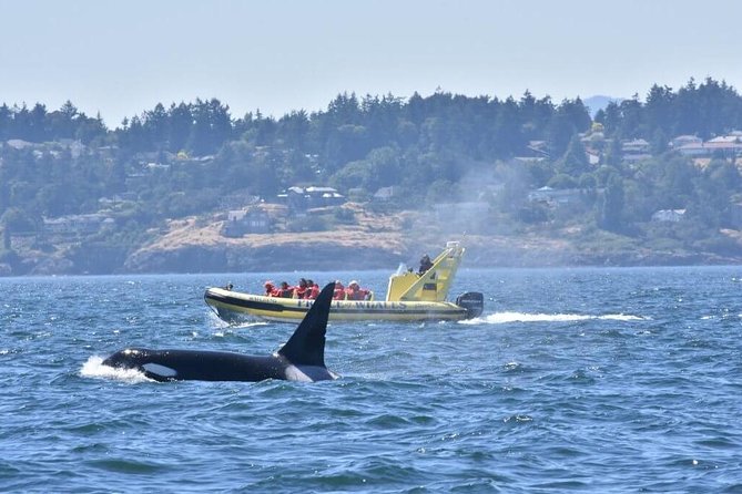 Victoria Zodiac Boat Whale Watching Adventure - Leaving from 812 Wharf Street