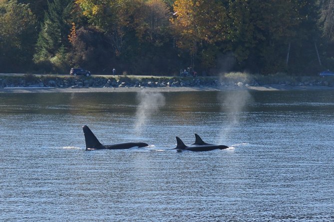 Victoria Zodiac Boat Whale Watching Adventure - Orcas, Humpbacks, and the Luck Factor