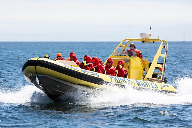 Victoria Zodiac Boat Whale Watching Adventure - The Ride: Exciting, Exposed, and Not for Everyone