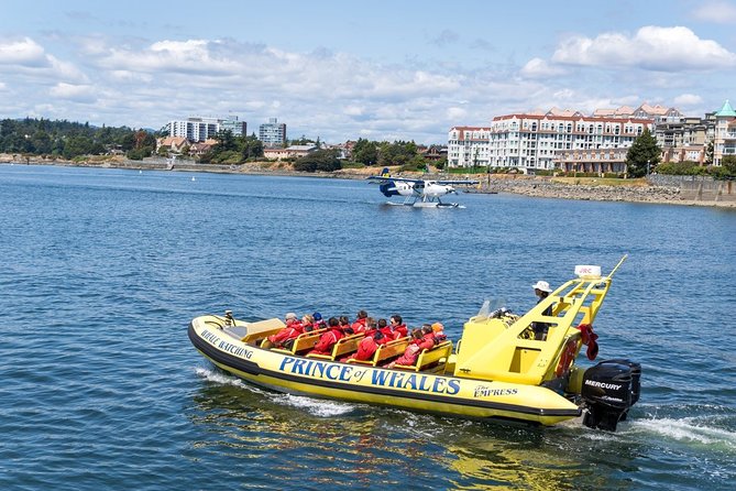 Victoria Zodiac Boat Whale Watching Adventure - Best Times and Best Types of Participants