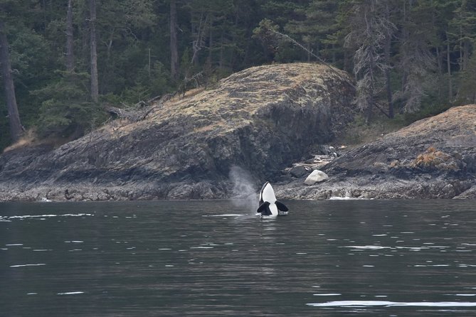 Victoria Zodiac Boat Whale Watching Adventure - Booking, Cancellations, and Practical Details