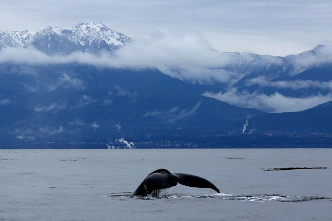 Victoria Zodiac Boat Whale Watching Adventure - Three Hours Searching the Salish Sea