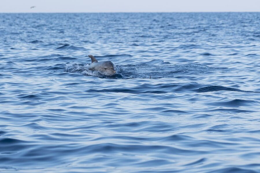 Vrsar: Dolphin-Watching Sunset Adventure with Speedboat - Watching dolphins without chasing them