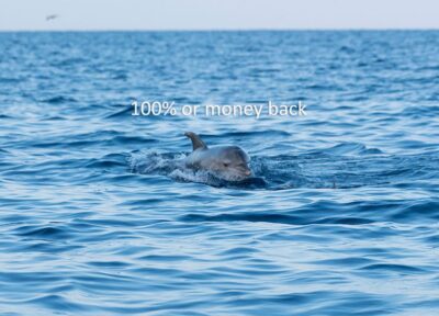 Vrsar: Dolphin-Watching Sunset Adventure with Speedboat