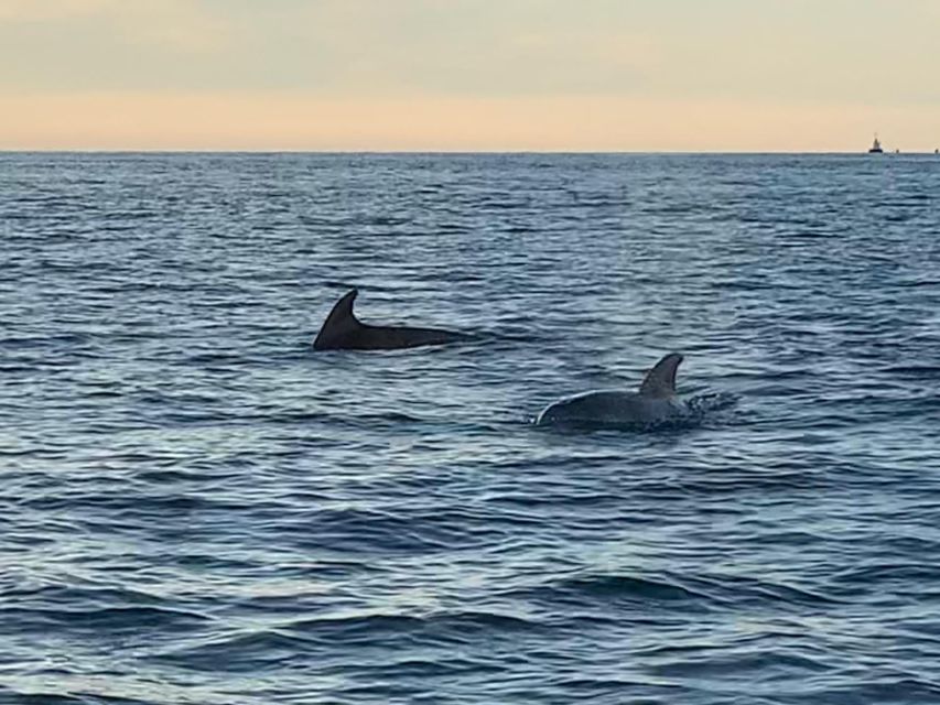 Vrsar: Dolphin-Watching Sunset Adventure with Speedboat - Why the sunset setting adds value