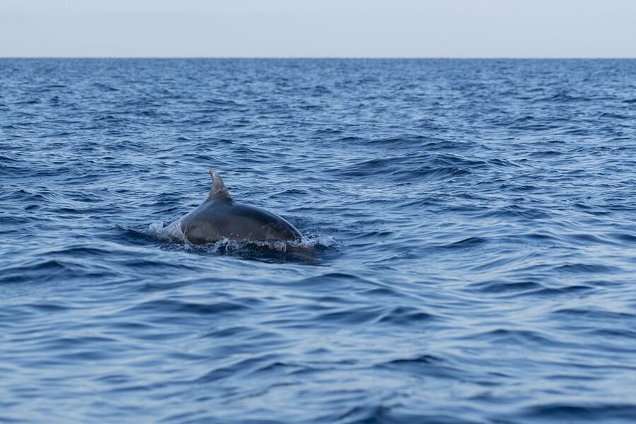 Vrsar: Dolphin-Watching Sunset Adventure with Speedboat - What the speedboat ride is really like