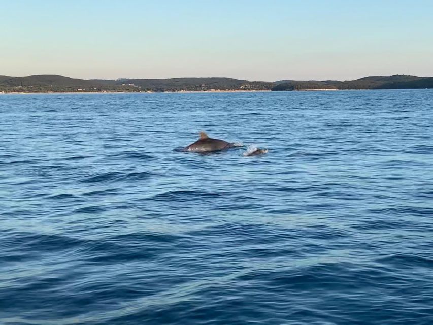 Vrsar: Dolphin-Watching Sunset Adventure with Speedboat - The skippers make the difference