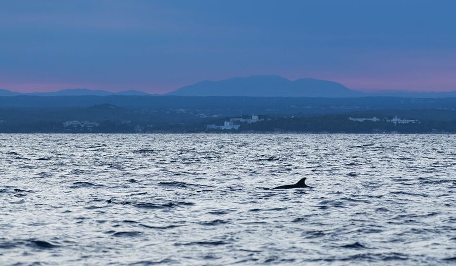 Vrsar: Dolphin-Watching Sunset Adventure with Speedboat - Practical details for families and pet owners