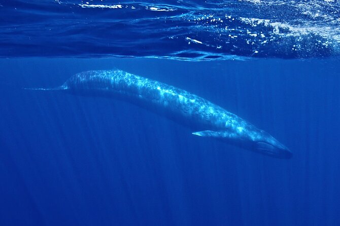 Whale and Dolphin Watching in San Diego Speedboat Tour - A small Zodiac instead of a crowded whale boat