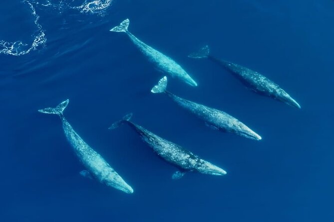 Whale and Dolphin Watching in San Diego Speedboat Tour - Why the crew and boat matter