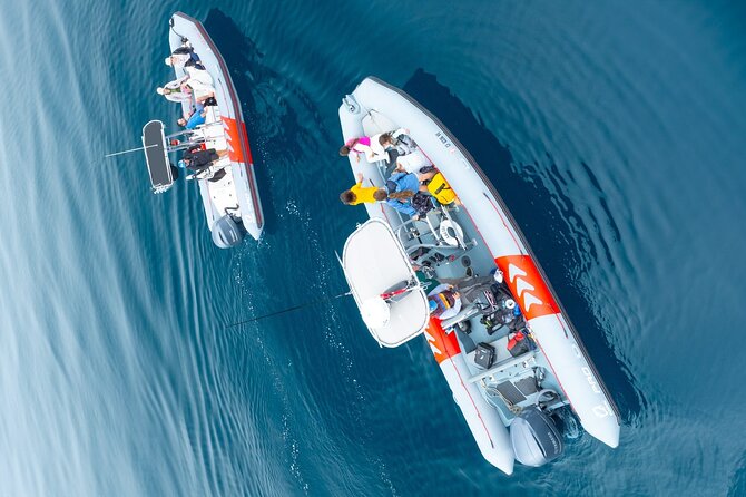 Whale and Dolphin Watching in San Diego Speedboat Tour - The real value of a $199 ticket