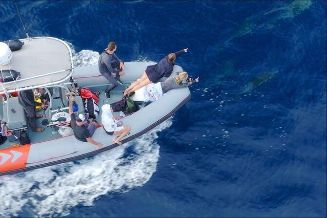 Whale and Dolphin Watching in San Diego Speedboat Tour - Who will enjoy this trip most
