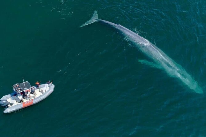 Whale and Dolphin Watching in San Diego Speedboat Tour - Meeting at Seaforth Marina