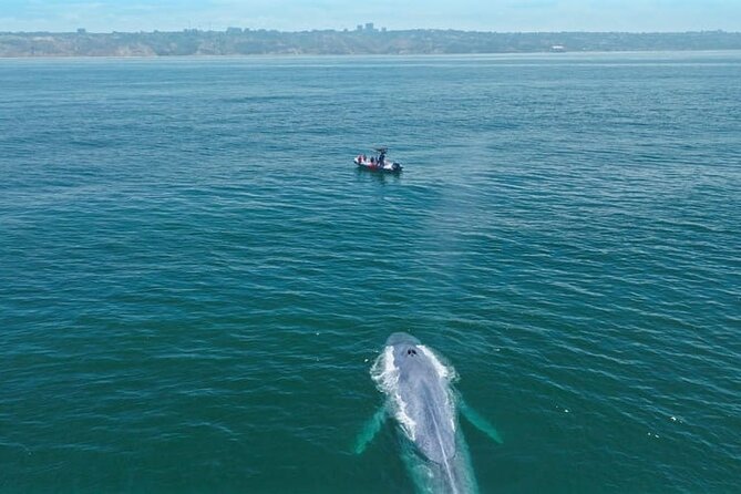 Whale and Dolphin Watching in San Diego Speedboat Tour - My booking advice