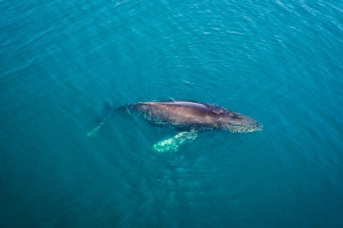 Whale and Dolphin Watching in San Diego Speedboat Tour - What you might see in each season