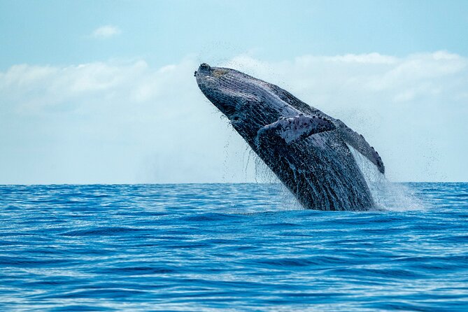 Whale Watching Adventure -Speed Boat & Small Group - Key points to know before you book