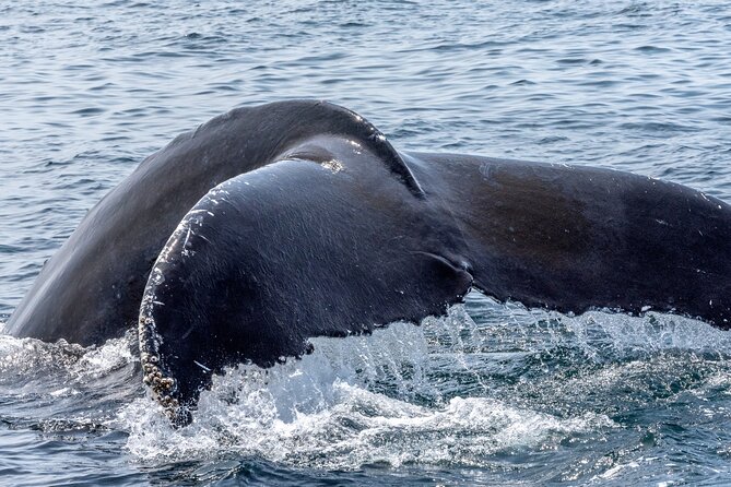 Whale Watching Adventure -Speed Boat & Small Group - What the crew adds to the ride