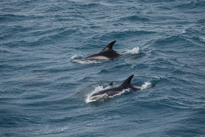 Whale Watching by RIB Speedboat from Downtown Reykjavik - Engey, Lundey, and Viðey on the route