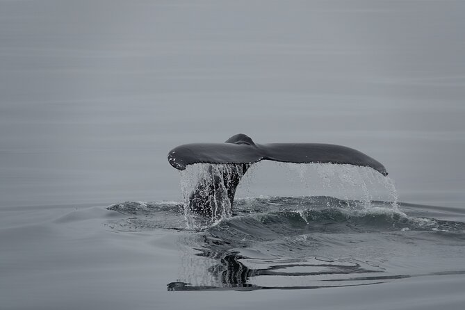 Whale Watching by RIB Speedboat from Downtown Reykjavik - The real price of the experience