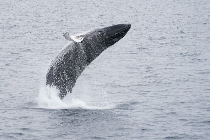 Whale Watching by RIB Speedboat from Downtown Reykjavik - Weather, clothing, and cancellations