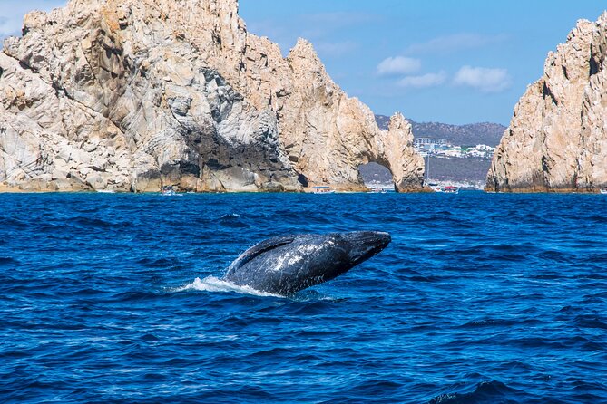 Whale Watching by Zodiac in Cabo San Lucas with Photos Included - Leaving the marina and passing Cabo’s famous arch