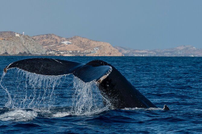 Whale Watching by Zodiac in Cabo San Lucas with Photos Included - What the whale search feels like on the water