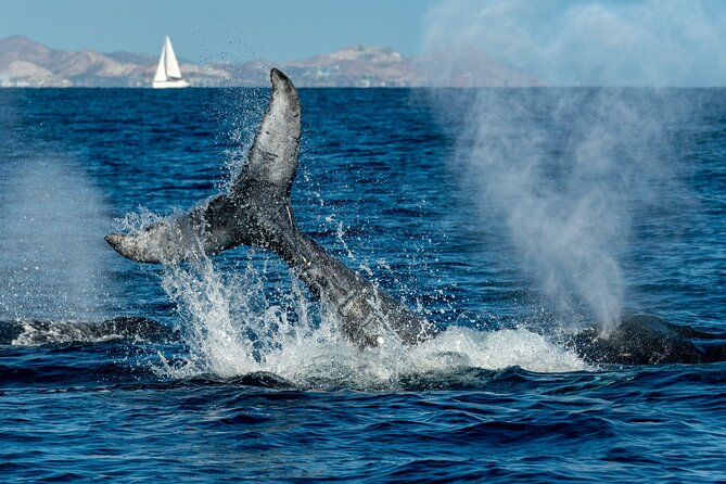 Whale Watching by Zodiac in Cabo San Lucas with Photos Included - Hearing the songs with a hydrophone