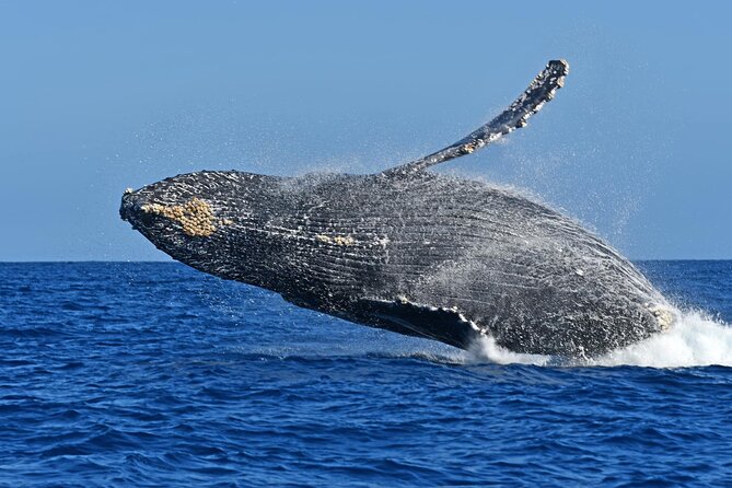 Whale Watching by Zodiac in Cabo San Lucas with Photos Included - Photos, videos, and the practical tradeoff
