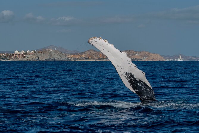 Whale Watching by Zodiac in Cabo San Lucas with Photos Included - Snacks, drinks, timing, and comfort
