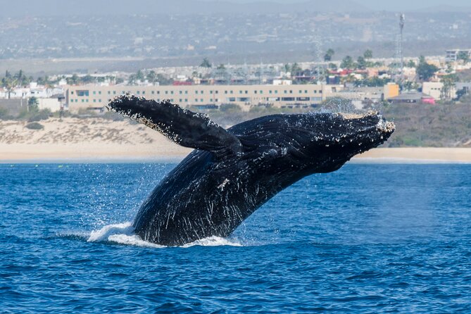 Whale Watching by Zodiac in Cabo San Lucas with Photos Included - Is $85 a fair price?