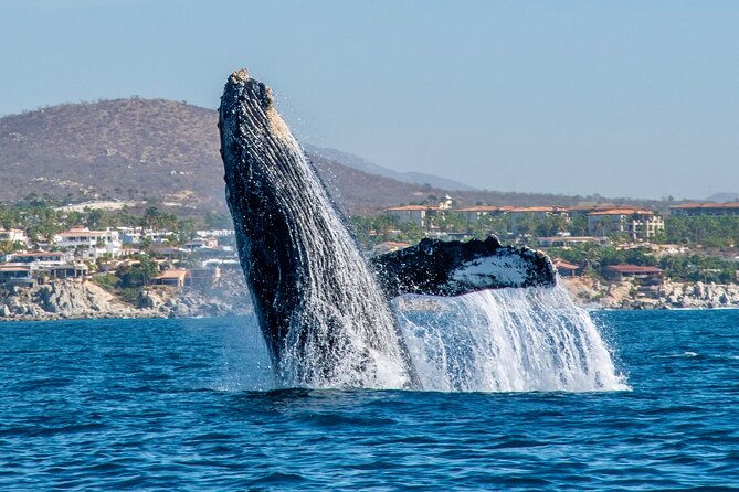 Whale Watching by Zodiac in Cabo San Lucas with Photos Included - Finding humpbacks from December through April