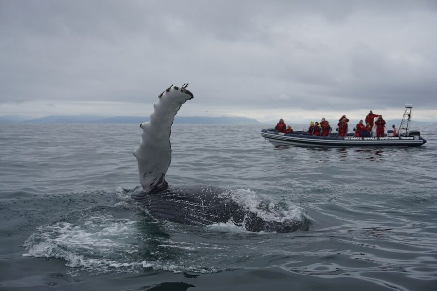 Whale Watching in Reykjavik by Speedboat - The best way to prepare