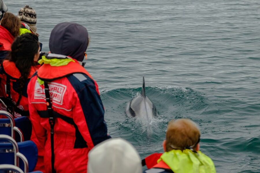 Whale Watching in Reykjavik by Speedboat - Why this boat changes the whale-watching experience