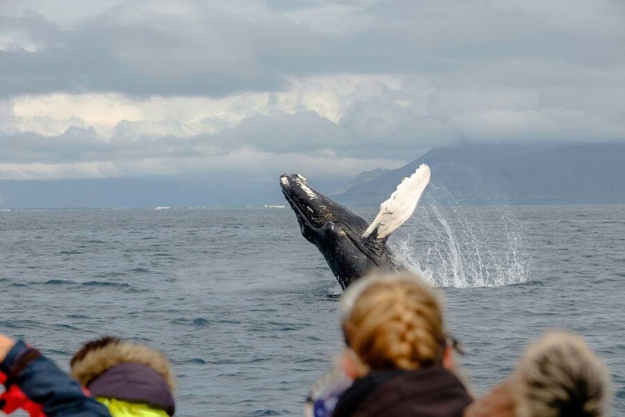 Whale Watching in Reykjavik by Speedboat - Puffin islands from May through August