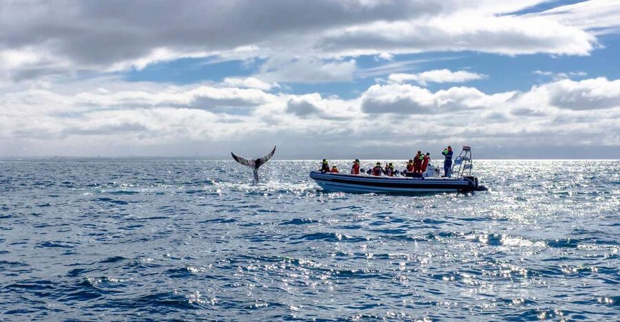 Whale Watching in Reykjavik by Speedboat - Searching for whales and dolphins