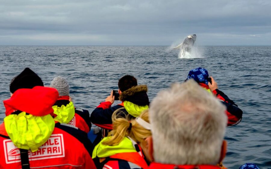 Whale Watching in Reykjavik by Speedboat - Returning past the Sun Voyager and Harpa