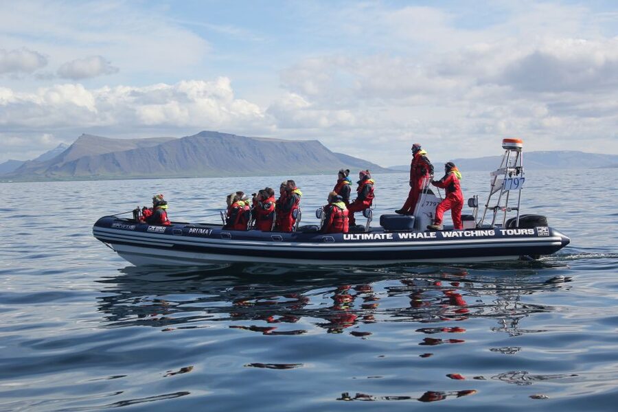 Whale Watching in Reykjavik by Speedboat - Is $200 a fair price?